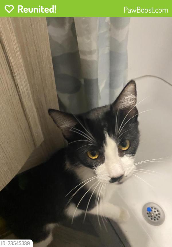 Reunited Male Cat last seen Found near valley and riverside in Rialto ca, Rialto, CA 92376