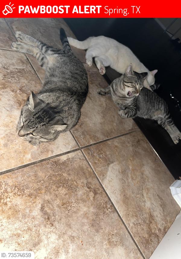 Lost Male Cat last seen Avalon spring, Spring, TX 77386