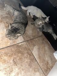 Lost Male Cat last seen Avalon spring, Spring, TX 77386