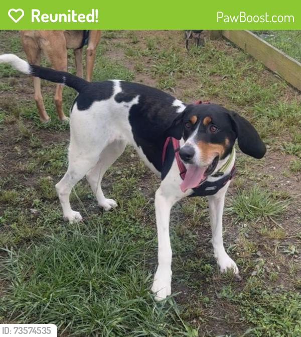 Reunited Female Dog last seen Dawson Creek neighborhood off Hwy 372, Ball Ground, GA 30107