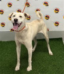 Shelter Stray Male Dog last seen SHEILA ANN, 19640 Dogpatch Ln, Land O' Lakes, FL 34638, USA