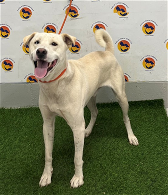 Shelter Stray Male Dog last seen SHEILA ANN, 19640 Dogpatch Ln, Land O' Lakes, FL 34638, USA