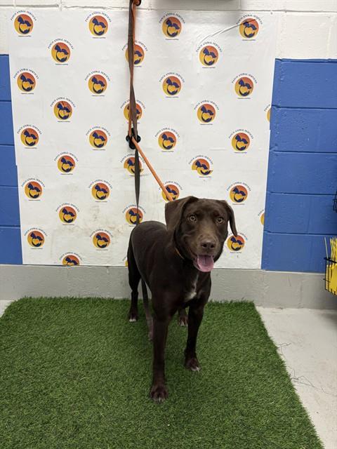 Shelter Stray Female Dog last seen OWNESBORO RD, 19640 Dogpatch Ln, Land O' Lakes, FL 34638, USA