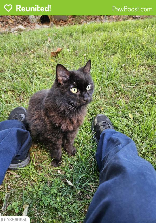 Reunited Unknown Cat last seen Near Leopard Way, Knoxville, TN 37918, USA, Knoxville, TN 37918