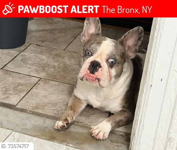 Lost Male Dog last seen North oak, The Bronx, NY 10467