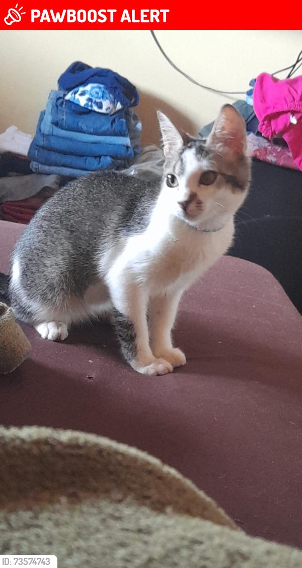 Lost Female Cat last seen Rua joao Alves São Dimas amparo, Jardim Sao Dimas, SP 13905-621