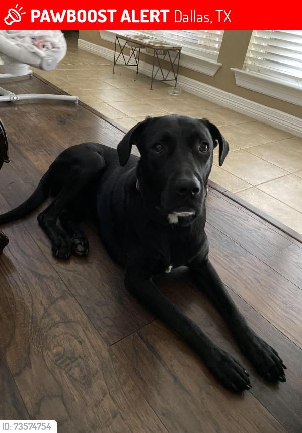 Lost Female Dog last seen Saner & Zang, Dallas, TX 75224