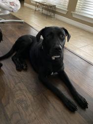 Lost Female Dog last seen Saner & Zang, Dallas, TX 75224