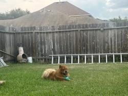 Lost Male Dog last seen silver hawk dr, Harris County, TX 77449