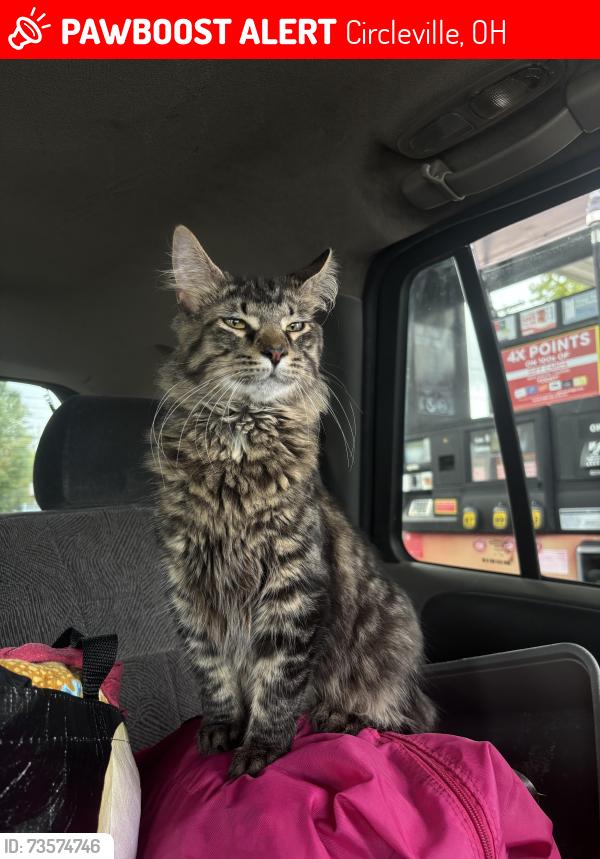 Lost Male Cat last seen villa drive, Circleville, OH 43113