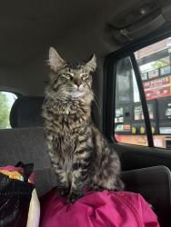 Lost Male Cat last seen villa drive, Circleville, OH 43113