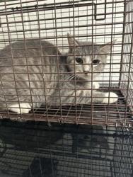 Shelter Stray Unknown Cat last seen Near Carter Mill Dr, Knox County ASO, TN, 3201 Division St, Knoxville, TN 37919, USA