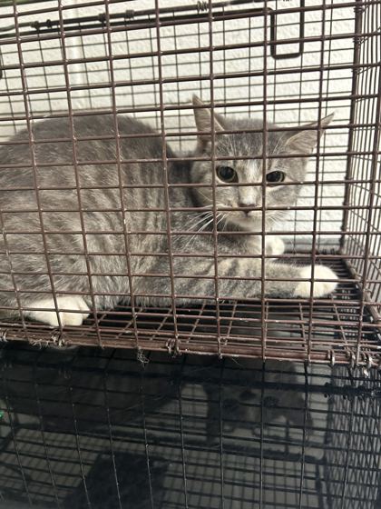 Shelter Stray Unknown Cat last seen Near Carter Mill Dr, Knox County ASO, TN, 3201 Division St, Knoxville, TN 37919, USA