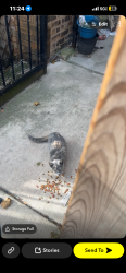 Found/Stray Unknown Cat last seen Near N tripp ave & W wabansia, Chicago, IL 60639