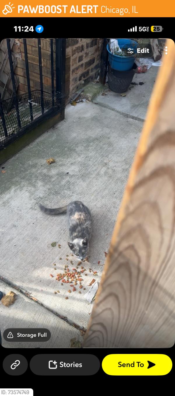 Found/Stray Unknown Cat last seen Near N tripp ave & W wabansia, Chicago, IL 60639