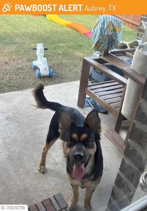 Found/Stray Female Dog last seen Deposit and barnfield, Aubrey, TX 76227