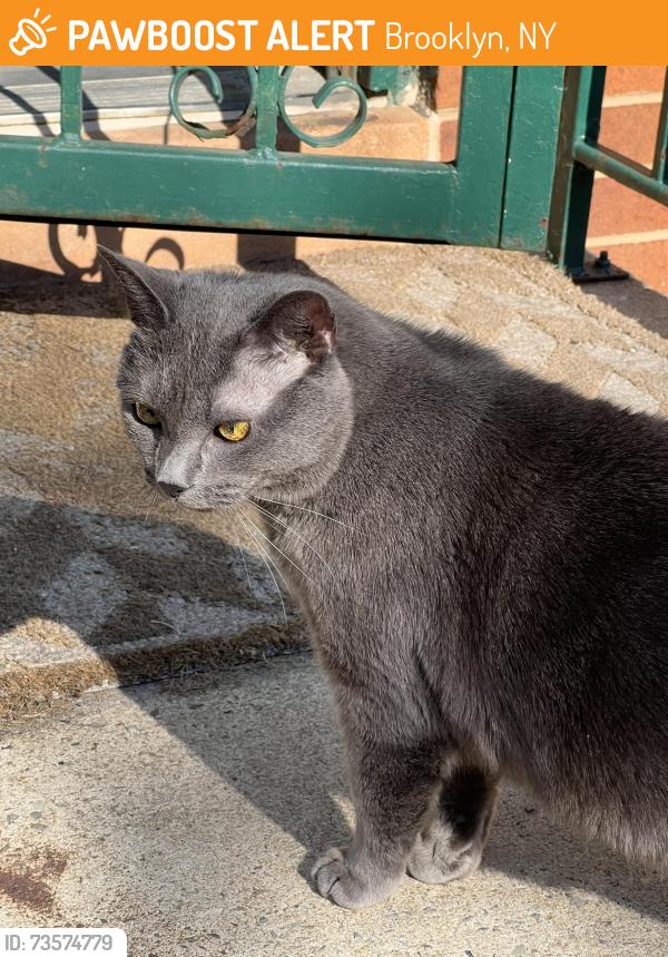 Found/Stray Unknown Cat last seen Kosciuszko street and Malcom X blvd, Brooklyn, NY 11221