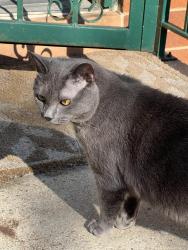 Found/Stray Unknown Cat last seen Kosciuszko street and Malcom X blvd, Brooklyn, NY 11221