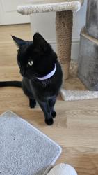Reunited Male Cat last seen footpath that runs from Easthampstead Park hotel to the sixth form college near Kingfisher Chase in Jennett's Park, Bracknell., Bracknell, England 