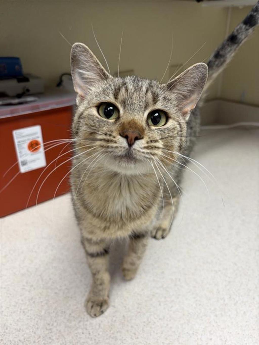 Shelter Stray Female Cat last seen Near Marillyn Drive, GREAT FALLS, MT, 59405, 1010 25th Ave NE, Great Falls, MT 59404, USA