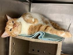 Shelter Stray Male Cat last seen Apt 4A,210 W 262nd Street, BRONX, NY, 10471, 326 E 110th St, New York, NY 10029, USA