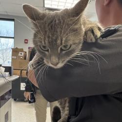 Shelter Stray Male Cat last seen Near NW 94th Street, JOHNSTON, IA, 50131, Des Moines, IA 50313