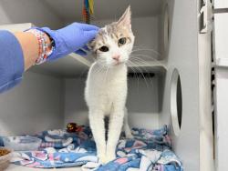 Shelter Stray Female Cat last seen Apt 1018,2600 Netherland Avenue, BRONX, NY, 10463, 326 E 110th St, New York, NY 10029, USA