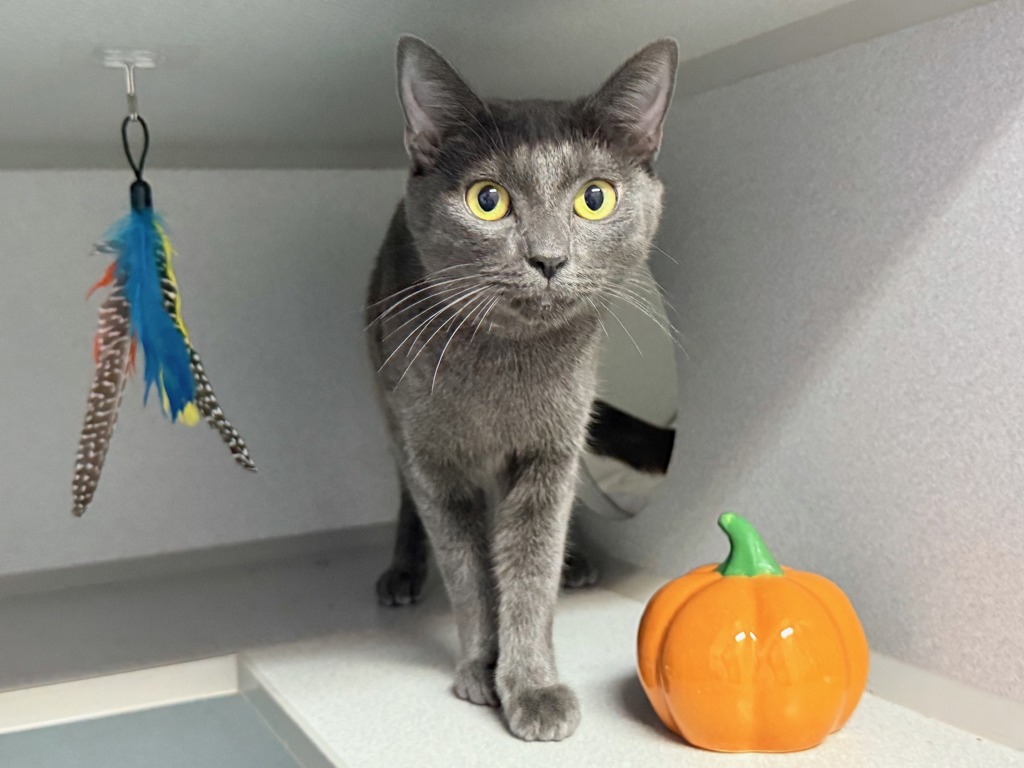 Shelter Stray Female Cat last seen Near Fteley Avenue, BRONX, NY, 10473, 326 E 110th St, New York, NY 10029, USA