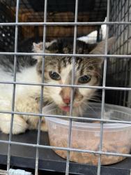 Shelter Stray Female Cat last seen Near Bruckner Boulevard, BRONX, NY, 10454, 326 E 110th St, New York, NY 10029, USA