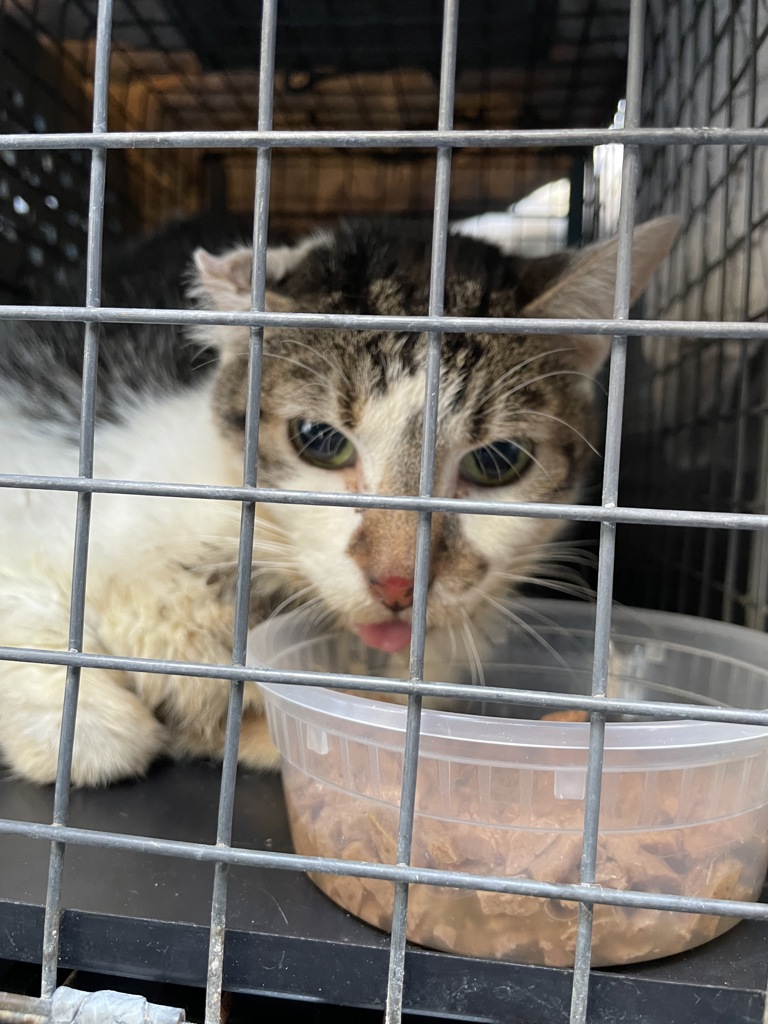 Shelter Stray Female Cat last seen Near Bruckner Boulevard, BRONX, NY, 10454, 326 E 110th St, New York, NY 10029, USA