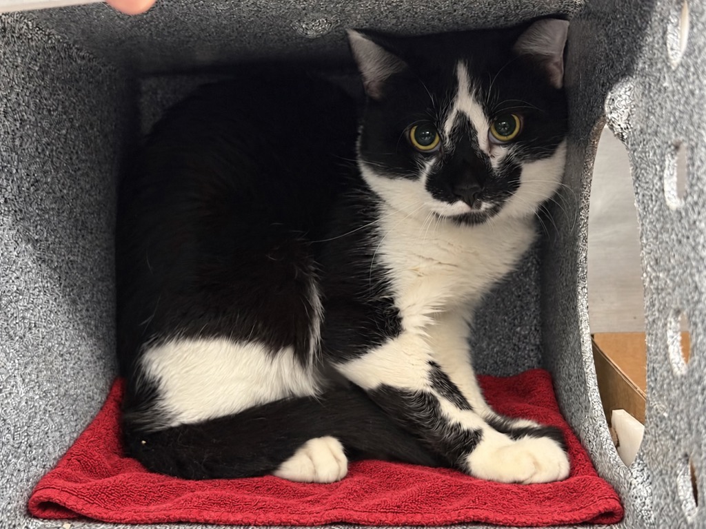 Shelter Stray Male Cat last seen Near E 110th Street, NEW YORK, NY, 10029, 326 E 110th St, New York, NY 10029, USA