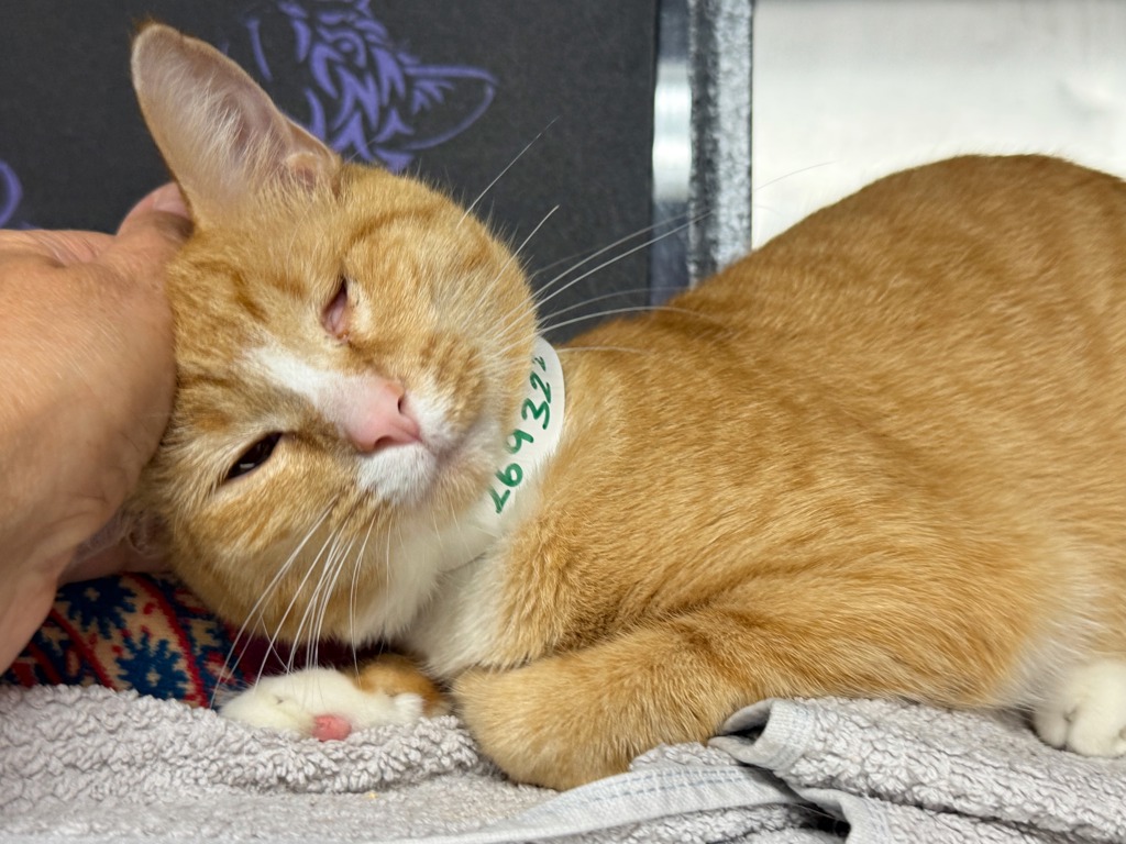 Shelter Stray Female Cat last seen intersection of 1st Avenue and 62nd Street, Manhattan, NY, 10065, 326 E 110th St, New York, NY 10029, USA