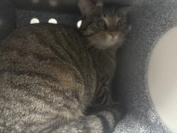 Shelter Stray Male Cat last seen Near Malcolm X Boulevard, NEW YORK, NY, 10039, 326 E 110th St, New York, NY 10029, USA