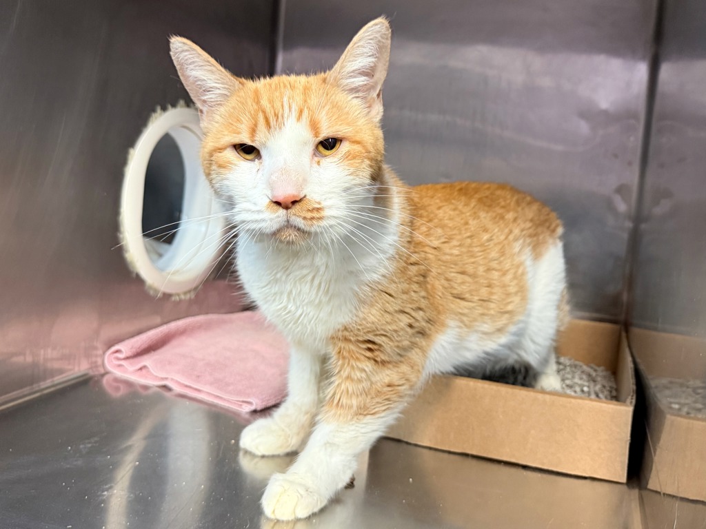 Shelter Stray Female Cat last seen Near W 9 Avenue, NEW YORK, NY, 10011, 326 E 110th St, New York, NY 10029, USA