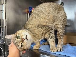 Shelter Stray Female Cat last seen Near Heath Avenue, BRONX, NY, 10463, 326 E 110th St, New York, NY 10029, USA