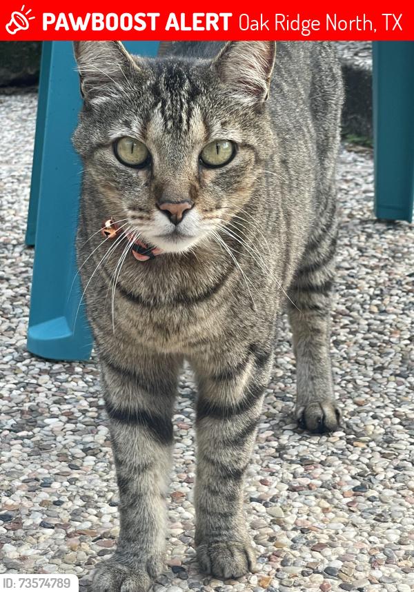 Lost Male Cat last seen Harlan Lane and Stark Lane, Oak Ridge North, TX 77385