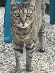 Lost Male Cat last seen Harlan Lane and Stark Lane, Oak Ridge North, TX 77385