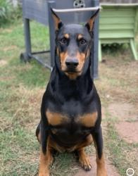 Lost Female Dog last seen Near decker prairie elementary, Magnolia, TX 77355