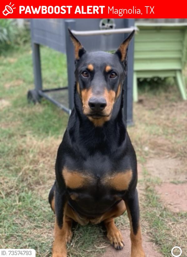 Lost Female Dog last seen Near decker prairie elementary, Magnolia, TX 77355
