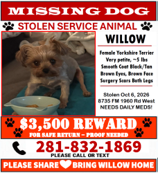 Lost Female Dog last seen Inntown Suites Extended Stay Willowbrooke, Houston, TX 77070