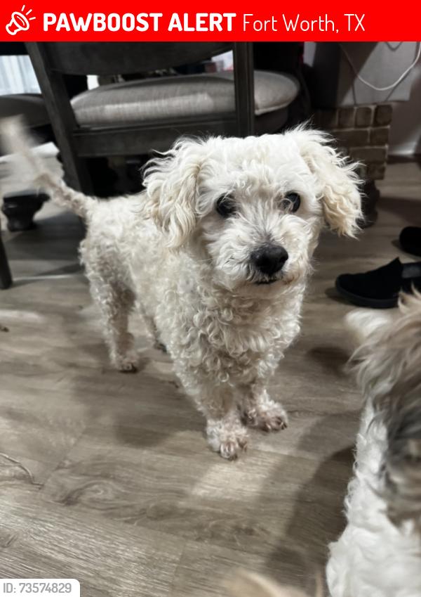 Lost Male Dog last seen Walmart by McCart, Fort Worth, TX 76133
