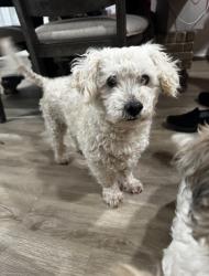 Lost Male Dog last seen Walmart by McCart, Fort Worth, TX 76133