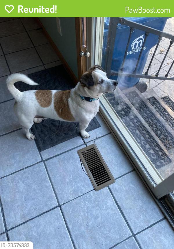 Reunited Male Dog last seen Whitehall area, Whitehall, OH 43213