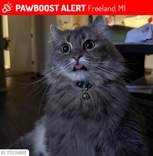 Lost Female Cat last seen Sarle road, Freeland, MI 48623