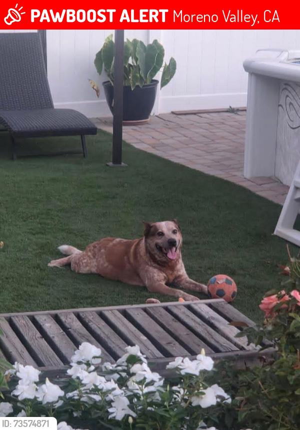 Lost Male Dog last seen bay st and chara st, Moreno Valley, CA 92553
