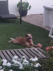 Lost Male Dog last seen bay st and chara st, Moreno Valley, CA 92553