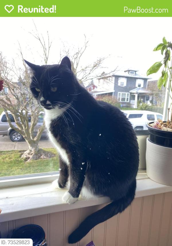 Reunited Male Cat last seen 23rd and Lombard, Everett, WA 98201