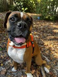 Reunited Female Dog last seen Pisgah Church Rd, Three Meadows, Dunleith Way, Greensboro, NC 27408