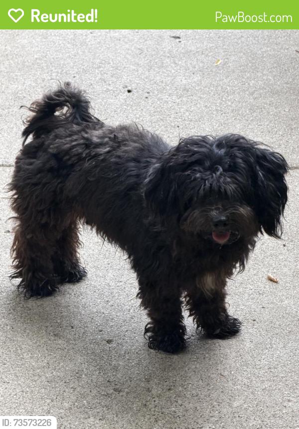 Reunited Male Dog last seen Susan Dr, Arlington, TX 76010, USA, Arlington, TX 76010
