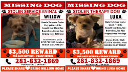 Lost Unknown Dog last seen Inntownsuites Willowbrook, Houston, TX 77070